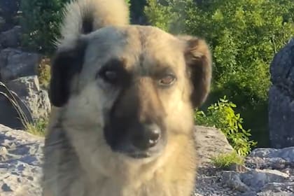 La historia conmovió a todos en redes sociales (Captura: The Dodo)