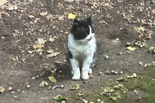 Lo vio parado afuera de su casa, lo adoptó y un tiempo después descubrió una insólita coincidencia que la dejó muda