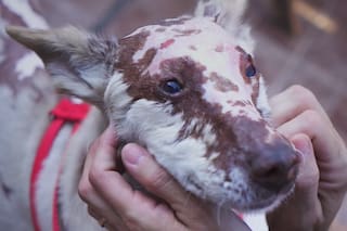 Le prendieron fuego la casa, sufrió graves heridas y un encuentro milagroso lo salvó