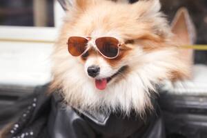 Alta costura, disfraces y ropa casual para perros