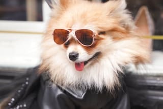 Alta costura, disfraces y ropa casual para perros