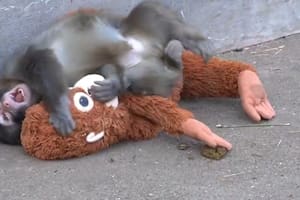 El mono que usa un peluche para superar el abandono