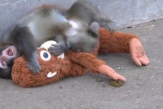 El mono que usa un peluche para superar el abandono