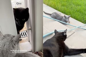 La historia de amor de dos gatos que tienen en vilo a los usuarios de TikTok