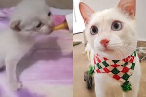 La historia de Angelito, el gato al que le sugirieron eutanasia y se aferró a la vida
