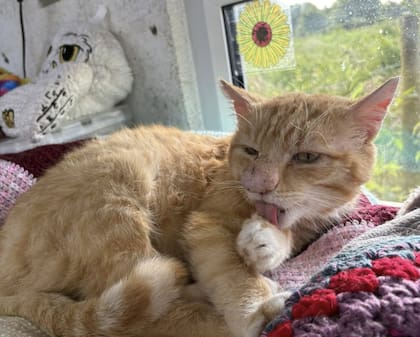 La historia de Barney movilizó a la comunidad, que comenzó a colaborar con los costos médicos (Foto: Rescue Cats NI)