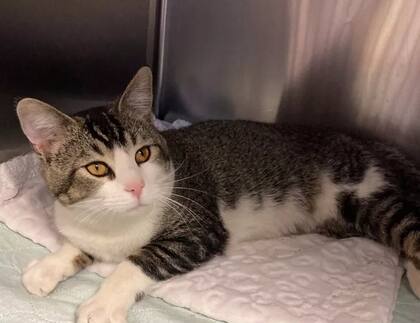 La historia de Bootsie emociona porque alguien se tomó el tiempo de contarla con el corazón