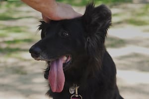 La encontraron desnutrida pero la salvaron y hoy busca una familia