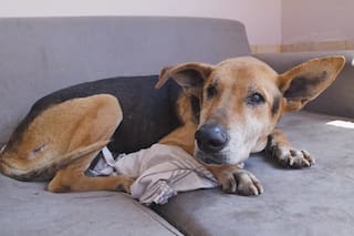 La historia de El Campito: el refugio que sostiene a más de 390 animales