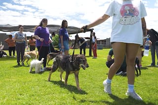 El Campito: la misión que salvó 300 perros y nunca se detuvo