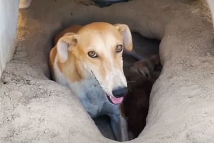 La historia de esta perra conmovió a todos en redes sociales (Foto: The Dodo)