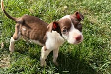 Lo abandonaron en una estación de servicio, estuvo a punto de morir de hambre, pero lo salvó un policía