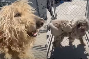 La historia de estos perros conmovió a todos en redes sociales (Captura: The Dodo)