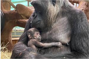 La historia de Freedy, la gorila de 50 años que causa impresión en un zoólogico de los Estados Unidos