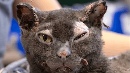 La historia de Hope despertó una ola de solidaridad y donaciones