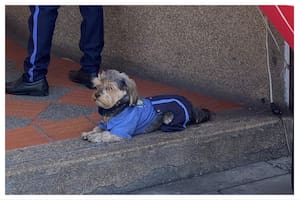 La historia de Jordán comenzó a viralizarse cuando una usuaria de X compartió una foto del perro vestido con un uniforme de vigilancia