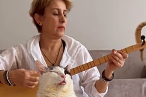 La historia de la gata con su dueña conmovió a todos en redes sociales (Foto: @hababamevi_)