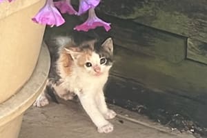 La historia de la gatita conmovió a todos en redes sociales (Foto: @ilove_chickenpotpie)