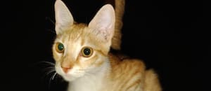 La encontraron sola y hambrienta afuera de su carpa en el medio del desierto y realizaron un rescate casi imposible