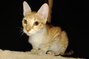 La encontraron sola y hambrienta afuera de su carpa en el medio del desierto y realizaron un rescate casi imposible