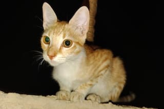 La encontraron sola y hambrienta afuera de su carpa en el medio del desierto y realizaron un rescate casi imposible