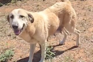 Escapó de una casa abandonada para buscar ayuda y logró salvar a sus cachorros
