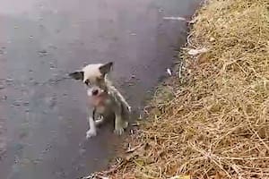 Vio algo que se movía en la ruta, frenó a un costado para ver qué era y sorprendió con su gesto