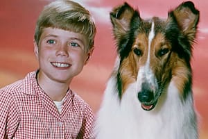 Lassie, la Collie que cautivó a los amantes de los perros a través de películas y series de televisión