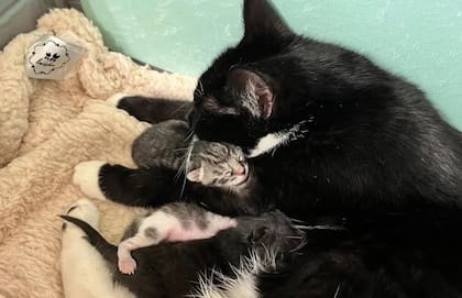 La historia de Oreo, una gata rescatada que emocionó a todos