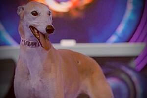 La historia de Paris conmovió a todos en Gran Hermano