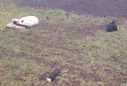 La historia de Peón es un reflejo de lo que ocurre en muchas zonas rurales del país, donde el abigeato se ha vuelto un delito frecuente y difícil de erradicar