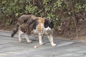 La historia de Samsaek, la gata callejera que fue salvada por los vecinos después de vivir 10 años en la calle