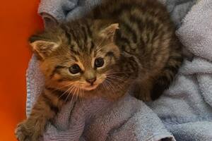 La historia de un gato rescatado en un camino rural que terminó con un desenlace inesperado