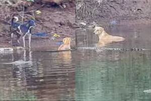 Un perro cayó al agua y se le acercaron tres cocodrilos, pero el final tuvo un giro inesperado