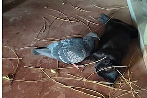 La historia de una pequeña gata y una paloma conquistaron miles de corazones en TikTok