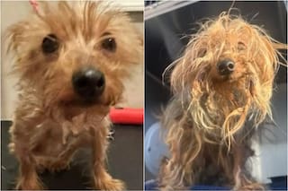 La maltrataron y la tiraron a la basura como si fuera descartable, pero alguien la vio y le salvó la vida