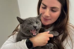 La historia del gatito conmocionó a todos en redes sociales (Foto: @feespaack)