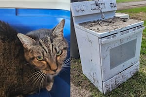 La historia del gato conmovió a todos en redes sociales (Foto: The Dodo)