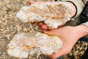 La historia del hombre que halló la pepita de oro más valiosa de la década en Australia