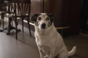 Su dueño murió pero su corazón no se rinde: la historia del amigo fiel que lo espera en el bar