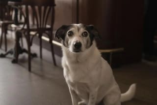 Su dueño murió pero su corazón no se rinde: la historia del amigo fiel que lo espera en el bar