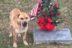 La historia del perro callejero que visitaba la misma tumba todos los días y tocó corazones