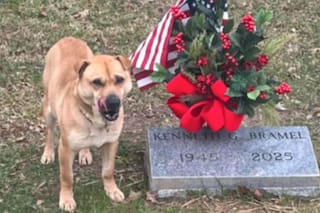 El perro callejero que visitó una misma tumba todos los días y la historia detrás que emocionó a más de uno