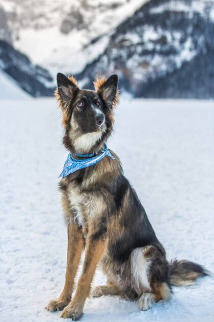 La historia del perro se hizo viral, pero nadie se animó a adoptarlo hasta septiembre del año pasado. Crédito: New York Post