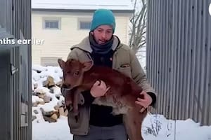 Lo rescataron cuando era un bebé, creció con dos amigos muy diferentes y después de un tiempo volvió a ser feliz