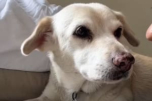 Estuvo perdida siete años, volvió a ver a su antigua dueña y el video del momento emocionó a todos