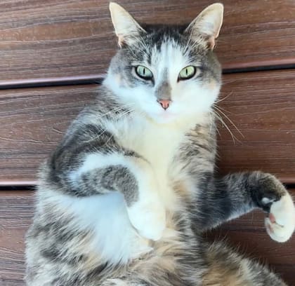 La historia terminó con un final feliz para la familia (Foto: The Dodo)