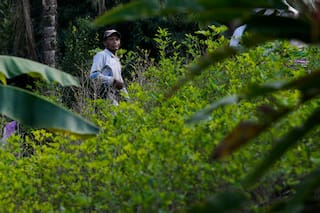 La hoja de coca es fuente de trabajo, espiritualidad e identidad en Bolivia