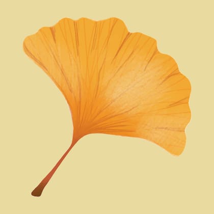 La hoja de la planta Ginkgo biloba se caracteriza por tener forma de abanico