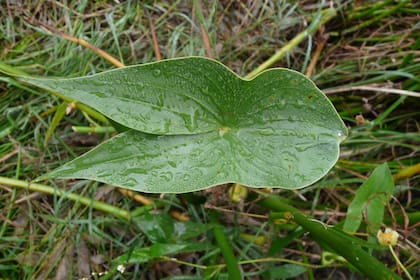 La hoja flecha es una planta nativa acuática que le agrega valor al estanque por su practicada a la hora de cultivarla.